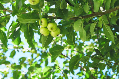 Green apples on a branch with leaves.の写真素材
