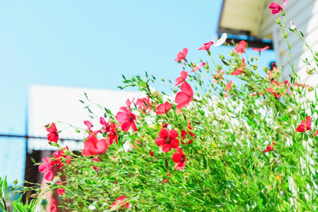 Summer landscape with red flowers. Flowers in the garden.の写真素材