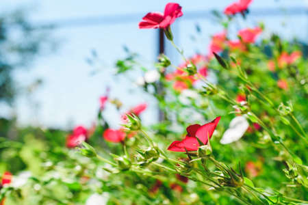 Red flax flowers close-up in summer in the garden.の写真素材