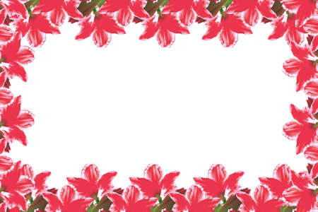 Floral frame made of red lilies. Copy space.の写真素材