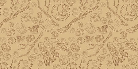Banner with seashells and snags. Marine elements on a beige background. Marine background. Outline drawing.の写真素材