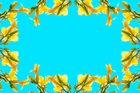 Floral frame of yellow flowers on a blue background. Copy space.の写真素材