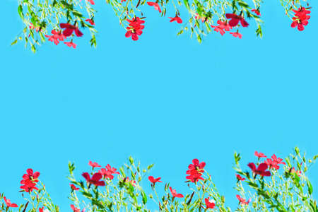 Red flax flowers on a blue background. Floral frame. Copy space.の写真素材