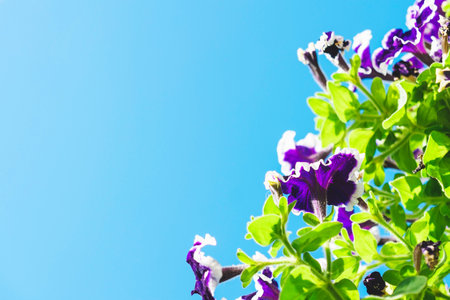 Purple petunia flowers on a blue background close-up. Copy space.の写真素材