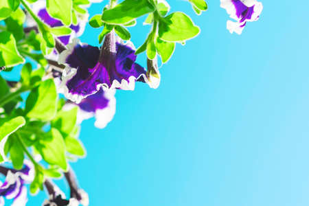 Purple petunia flowers on a blue background close-up. Copy space.の写真素材