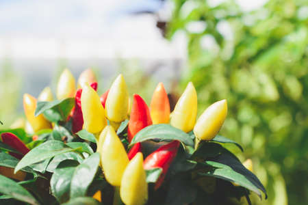 A bush with small green and red peppers in the garden.の写真素材