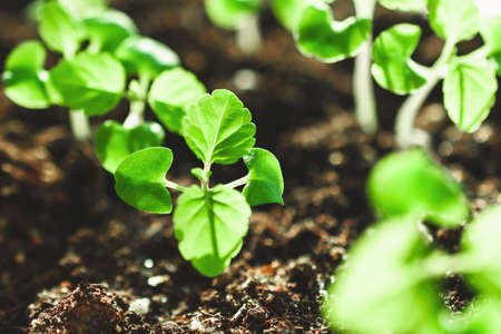 Growing plants at home. Spring planting. Green plants. Home garden.の写真素材