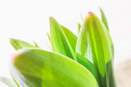 Green leaves of garlic close-up on a white background.の写真素材