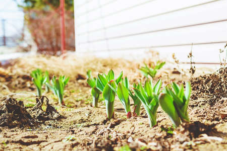 Growing garlic in the garden. Green leaves of garlic. Spring planting.の写真素材