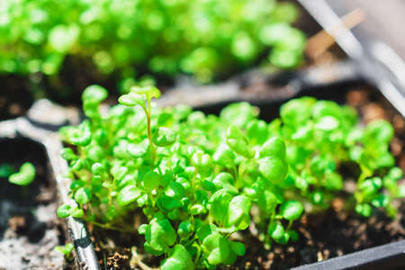 Spring young plants close-up in the ground. Green leaves. Spring planting.の写真素材