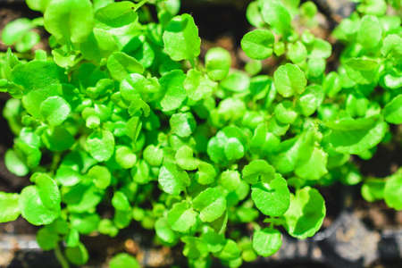 Spring young plants close-up in the ground. Green leaves. Spring planting.の写真素材