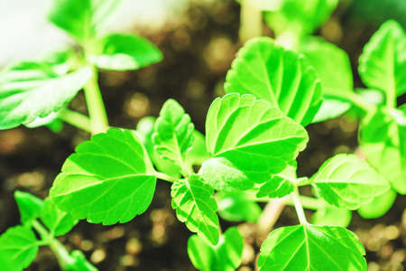 Spring young plants close-up in the ground. Green leaves. Spring planting.