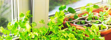 Spring banner with young green plants on the windowsill.の写真素材