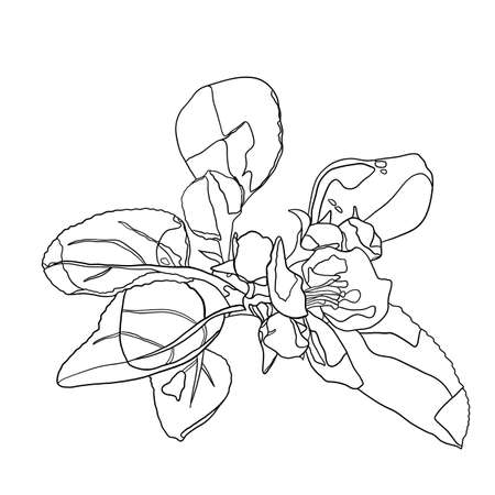 Contour black-white drawing of an apple-tree flower with leaves. Drawing for coloring. Floral illustration. Close-up.の写真素材