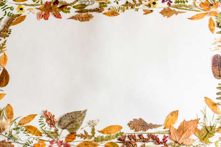 Frame of different dried leaves on a white background. Herbarium. Free place.の写真素材