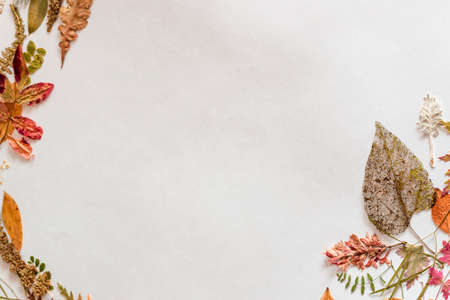Different dried leaves on a white background. Herbarium. Free placeの写真素材