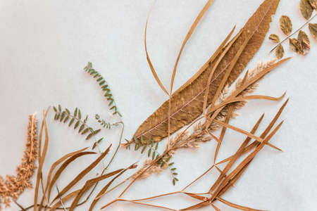 Different dried leaves on a white background. Herbarium.の写真素材