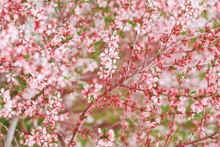 Blooming pink almond bush. Spring background. Pink flowers.の写真素材