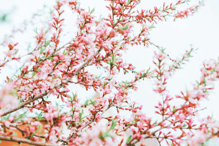 Blooming pink almond bush. Spring background. Pink flowers.の写真素材