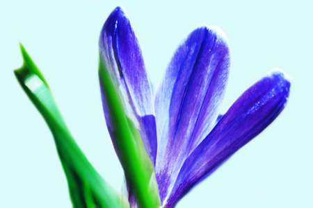 Blue crocus flower close-up on a light blue background. The first spring flower. Spring floral background. Blue flower.の写真素材