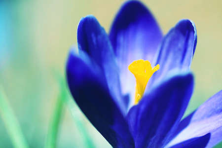 Blue crocus flower close-up on a light blue background. The first spring flower. Spring floral background. Blue flower.の写真素材