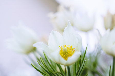 White spring flower close up. Spring lumbago. Pulsatilla vernalis.の写真素材