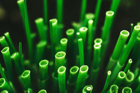 Cut green onions in the garden. Close-up. Healthy food.の写真素材