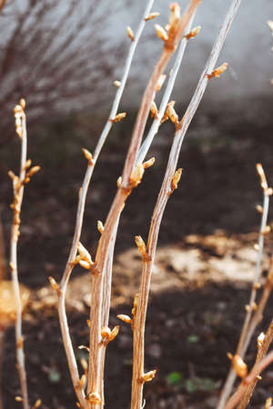 Currant branches with buds. Spring landscape. April.の写真素材