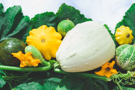 Different pumpkins, leaves and flowers on a white background. Harvesting from the garden.の写真素材