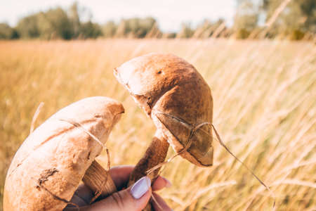 Two mushrooms in a female hand on the background of the field. Hike to the forest for mushrooms. Autumn landscape.の写真素材