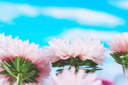 Pink aster flowers in the garden against the sky close-up. Floral background.の写真素材