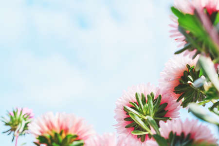 Pink aster flowers in the garden against the sky. Floral background.の写真素材