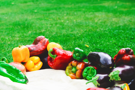 Peppers and eggplants lie on the grass. Harvesting. Vegetables from the garden.の写真素材