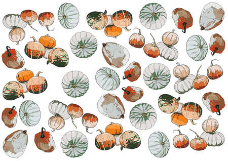 Many different pumpkins on a white background. Vegetable background. Autumn illustration.の写真素材