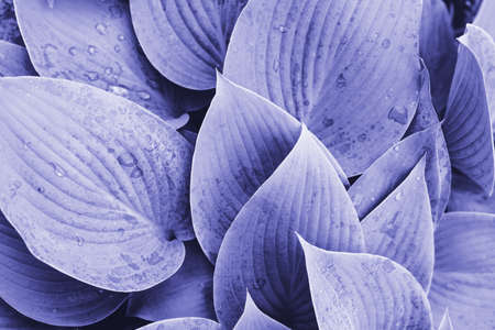 Lilac-colored hosta leaves close-up. Natural background. Veri Peri Color of the Year 2022の写真素材