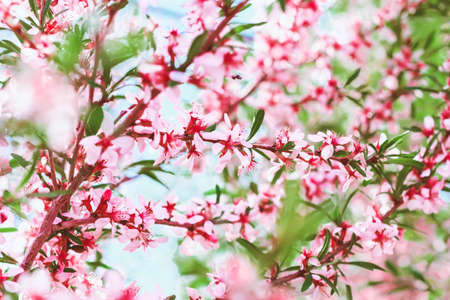 Blooming bush of pink almonds in the garden. Pink flowers. Spring nature.の写真素材