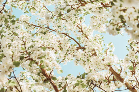 Spring trees with white flowers in the garden flowering against the blue sky. Spring background, tonedの写真素材