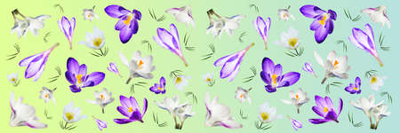 White and lilac crocus flowers on a gradient background. spring flower banner.の写真素材