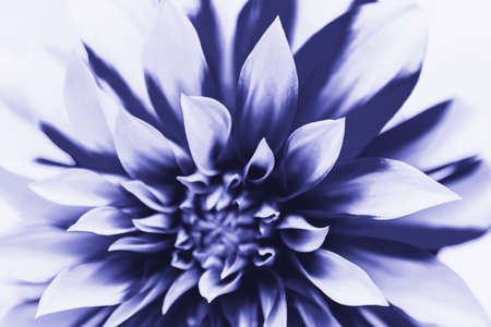 purple dahlia flower. close-up. Very Peri. natural floral background.の写真素材