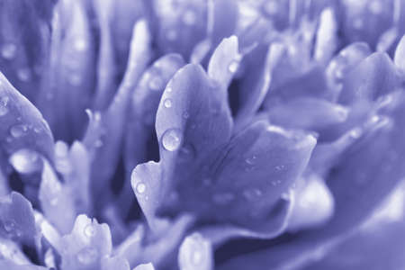 Lilac peony petals with water drops. close-up. floral background. Very Peri Color of the Year 2022.の写真素材