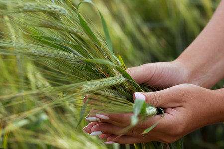 Ears of wheat in the field clenched in the palmsの写真素材