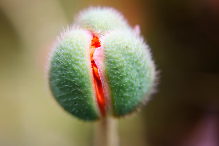 Bud of a budding decorative red poppy on a blurry light brown backgroundの写真素材