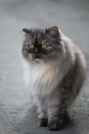 Gray Persian cat on gray asphalt with blurred backgroundの写真素材