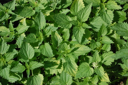 background with green nettle leaves