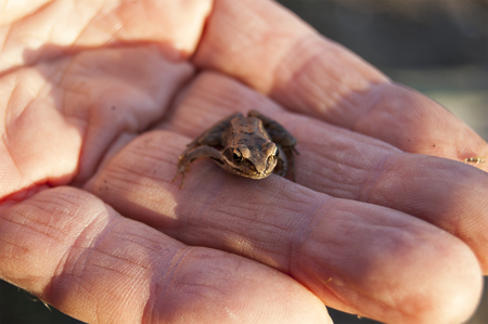 little frog on the palm of an adult