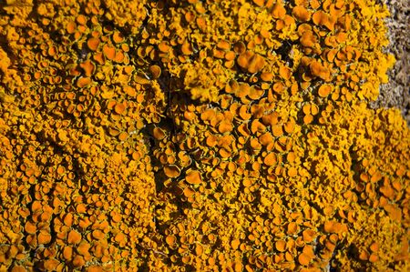 Lichen on tree branchの写真素材