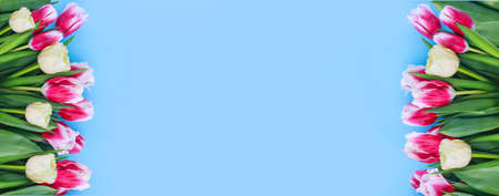 colorful tulips on a blue background with space for textの写真素材