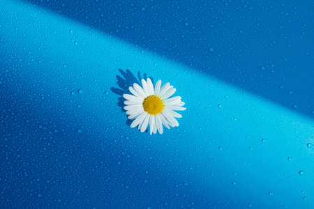 chamomile flowers with water dropsの写真素材