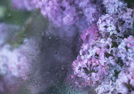 Water drops on the greenhouse wallの写真素材