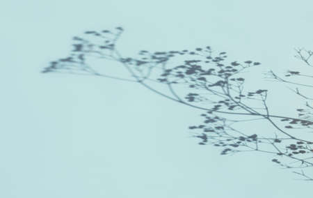 natural shadow on a light blue backgroundの写真素材